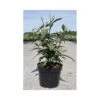 Callicarpa Kwangtungensis 1 Callicarpa Kwangtungensis -Garden Plants Shop CALL T66097 A h