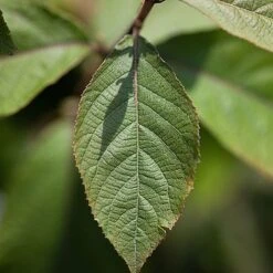 Callicarpa Bodinieri 'Imperial Pearl' -Garden Plants Shop CALL IMPERIALP S45267 NOW