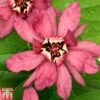 Calycanthus X Raulstonii 'Hartlage Wine' 2 Calycanthus X Raulstonii 'Hartlage Wine' -Garden Plants Shop CALY T67880 A
