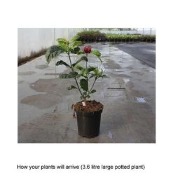 Calycanthus X Raulstonii 'Hartlage Wine' -Garden Plants Shop CALY T67880 B h