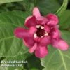 Calycanthus Floridus 'Aphrodite' 2 Calycanthus Floridus 'Aphrodite' -Garden Plants Shop CALY APHRODITE S37603