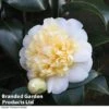 Camellia 'Blooming Wonder White' -Garden Plants Shop CAME 20BLOOMSW