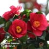 Camellia Japonica Subsp. Rusticana 'Reigyoku' -Garden Plants Shop CAME DRKINGRED L18549