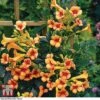 Campsis X Tagliabuana 'Indian Summer' -Garden Plants Shop CAMP T62546 A3