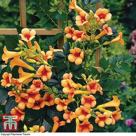 Campsis X Tagliabuana 'Indian Summer' 3 Campsis X Tagliabuana 'Indian Summer'