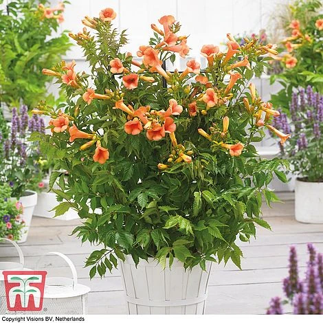 Campsis X Tagliabuana 'Indian Summer' 4 Campsis X Tagliabuana 'Indian Summer' - Image 2