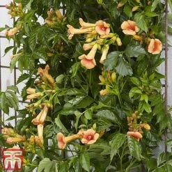 Campsis X Tagliabuana 'Indian Summer' 13 Campsis X Tagliabuana 'Indian Summer' -Garden Plants Shop CAMP INDIANSUM S07519
