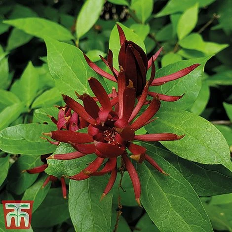 Carolina Allspice 4 Carolina Allspice - Image 2