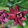 Carolina Allspice -Garden Plants Shop CARO T45385 D