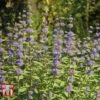 Caryopteris X Clandonensis 'Kew Blue' -Garden Plants Shop CARY T58134 A