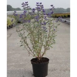 Caryopteris X Clandonensis 'Thetis' -Garden Plants Shop CARY T62036 A h