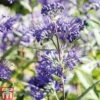 Caryopteris X Clandonensis 'Heavenly Blue' -Garden Plants Shop CARY T66107 A