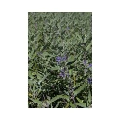 Caryopteris X Clandonensis 'Heavenly Blue' 6 Caryopteris X Clandonensis 'Heavenly Blue' -Garden Plants Shop CARY T66107 A h