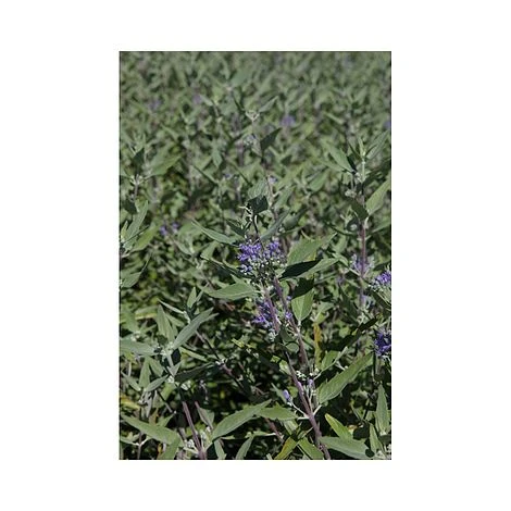 Caryopteris X Clandonensis 'Heavenly Blue' 4 Caryopteris X Clandonensis 'Heavenly Blue' - Image 2