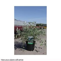 Caryopteris X Clandonensis 'Heavenly Blue' 7 Caryopteris X Clandonensis 'Heavenly Blue' -Garden Plants Shop CARY T66107 B h