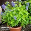 Caryopteris 'Sapphire Dream' -Garden Plants Shop CARYSAPPDREAM KC7535 A