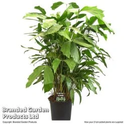 Caryota Mitis -Garden Plants Shop CARY MITIS21CM T49698