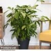 Caryota Mitis 2 Caryota Mitis -Garden Plants Shop CARY MITIS T49733