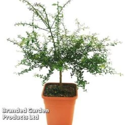 Lime 'Caviar Lime' 10 Lime 'Caviar Lime' -Garden Plants Shop CAVIARLIME KC5364 A1