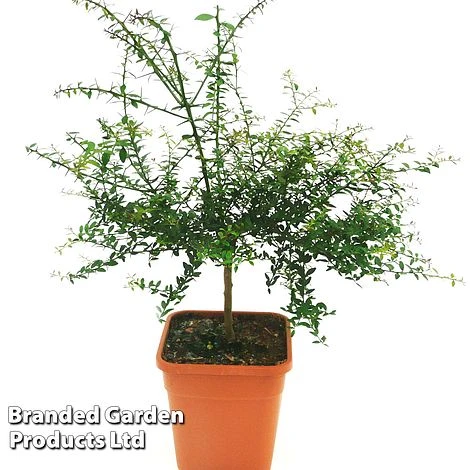 Lime 'Caviar Lime' 5 Lime 'Caviar Lime' - Image 3