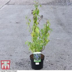 Ceanothus X Delilianus 'Henri Desfosse' -Garden Plants Shop CEAN 81105 A