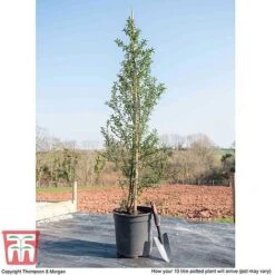 Ceanothus 'Concha' 13 Ceanothus 'Concha' -Garden Plants Shop CEON KB3922 L