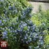 Ceanothus 'Blue Mound' -Garden Plants Shop CEON TKA0773 B