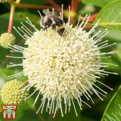 Cephalanthus 'Magical Moonlight' -Garden Plants Shop CEPH T62548 B
