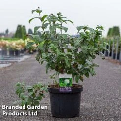 Cephalanthus Occidentalis 'Fiber Optics' 5 Cephalanthus Occidentalis 'Fiber Optics' -Garden Plants Shop CEPH FIBERO10L S30706