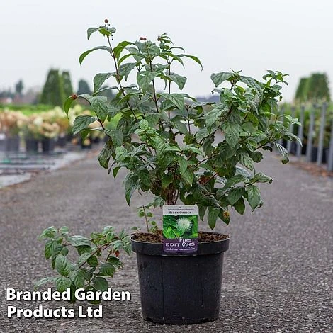 Cephalanthus Occidentalis 'Fiber Optics' 4 Cephalanthus Occidentalis 'Fiber Optics' - Image 2