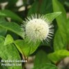 Cephalanthus Occidentalis 'Fiber Optics' 1 Cephalanthus Occidentalis 'Fiber Optics' -Garden Plants Shop CEPH FIBEROPTI S30724