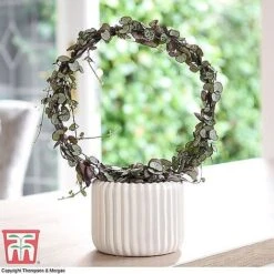 T&M's Choice House Plant Mix -Garden Plants Shop CERO WKB7254 B2