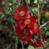 Chaenomeles X Superba 'Elly Mossel' -Garden Plants Shop CHAE T62037 A h