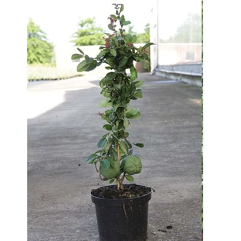 Chaenomeles X Superba 'Elly Mossel' 4 Chaenomeles X Superba 'Elly Mossel' - Image 2