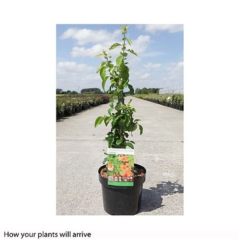 Chaenomeles X Superba 'Cameo' 4 Chaenomeles X Superba 'Cameo' - Image 2