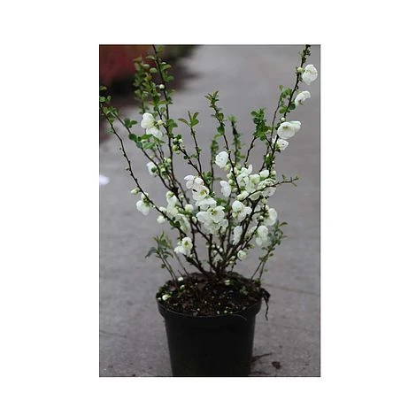 Chaenomeles X Superba 'Jet Trail' 4 Chaenomeles X Superba 'Jet Trail' - Image 2