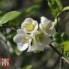 Chaenomeles X Superba 'Jet Trail' -Garden Plants Shop CHAE T66127 B