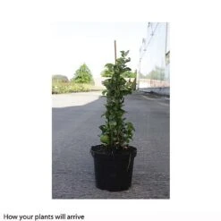 Chaenomeles X Superba 'Jet Trail' 7 Chaenomeles X Superba 'Jet Trail' -Garden Plants Shop CHAE T66127 B h