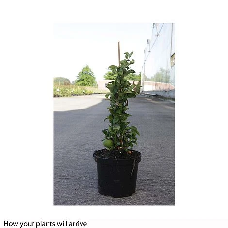 Chaenomeles X Superba 'Jet Trail' 5 Chaenomeles X Superba 'Jet Trail' - Image 3