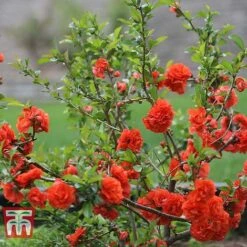 Chaenomeles 'Orange Storm' -Garden Plants Shop CHAE T79995 C