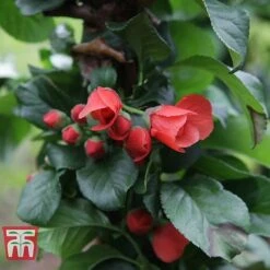 Chaenomeles 'Orange Storm' -Garden Plants Shop CHAE T79995 D