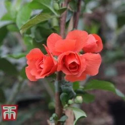 Chaenomeles 'Orange Storm' -Garden Plants Shop CHAE T79995 F