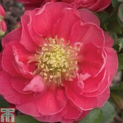 Chaenomeles 'Pink Storm' -Garden Plants Shop CHAE T79996 A