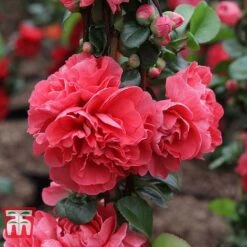 Chaenomeles 'Pink Storm' -Garden Plants Shop CHAE T79996 C