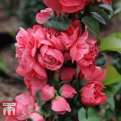 Chaenomeles 'Pink Storm' -Garden Plants Shop CHAE T79996 E