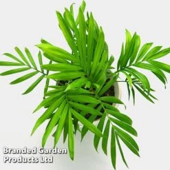 Chamaedorea Elegans -Garden Plants Shop CHAM ELEGANS W49317