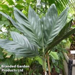 Chamaedorea Metallica -Garden Plants Shop CHAM METALLICA W48805