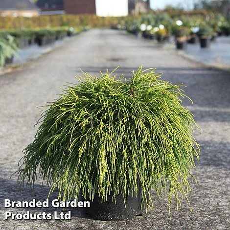 Chamaecyparis Pisifera 'Sungold' 3 Chamaecyparis Pisifera 'Sungold'