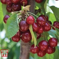 Cherry 'Stella' -Garden Plants Shop CHER CWW3244 A1