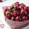 Cherry 'Stella' -Garden Plants Shop CHER CWW3244 C